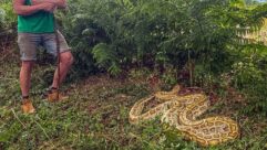 The 14-foot Burmese python at Monkton Wyld