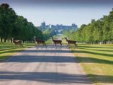 Deer in Windsor Park