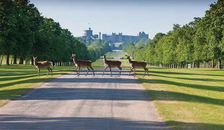 Deer in Windsor Park